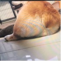 唐凯